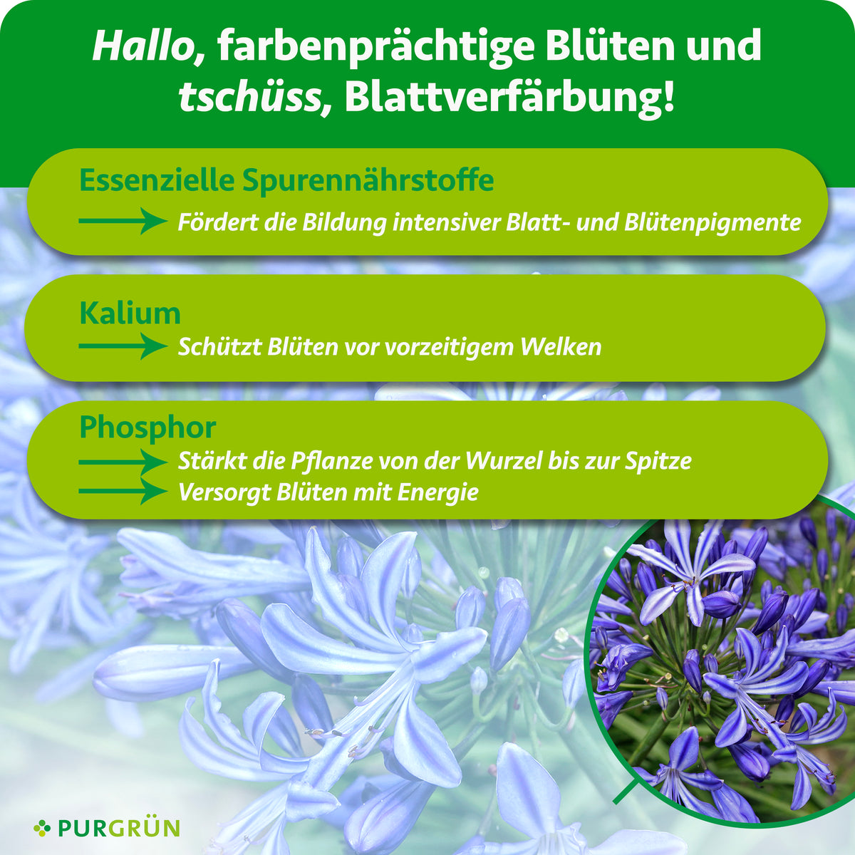 Essenzielle Spurennährstoffe fördern intensive Blatt- und Blütenpigmente, Kalium schützt vor vorzeitigem Welken und Phosphor stärkt die Pflanze und versorgt Blüten mit Energie.