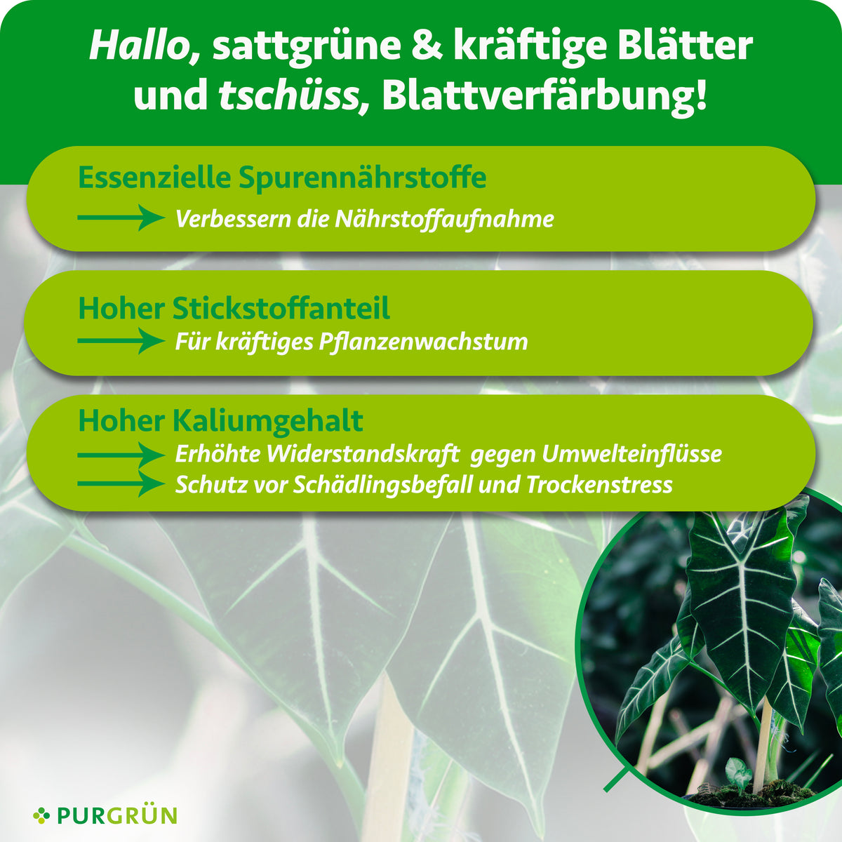 Infografik mit grünen Kästen: Tipps für gesunde Blätter dank essenzieller Spurennährstoffe und dem Purgrün Alocasia-Dünger 1Liter mit viel Stickstoff und Kalium für schnelles Wachstum. Große grüne Blätter, unten rechts das Purgrün-Logo.