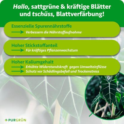 Infografik mit grünen Kästen: Tipps für gesunde Blätter dank essenzieller Spurennährstoffe und dem Purgrün Alocasia-Dünger 1Liter mit viel Stickstoff und Kalium für schnelles Wachstum. Große grüne Blätter, unten rechts das Purgrün-Logo.