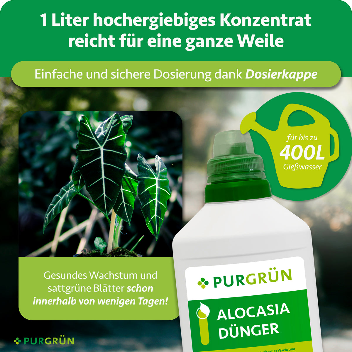 Neben gesunden Alocasia-Pflanzen und einer Gießkanne ist eine 1-Liter-Flasche Purgrün Alocasia-Dünger abgebildet. Der Text besagt, dass das Konzentrat mit Mikronährstoffen für schnelles Wachstum bei bis zu 400 Liter Gießlösung sorgt.