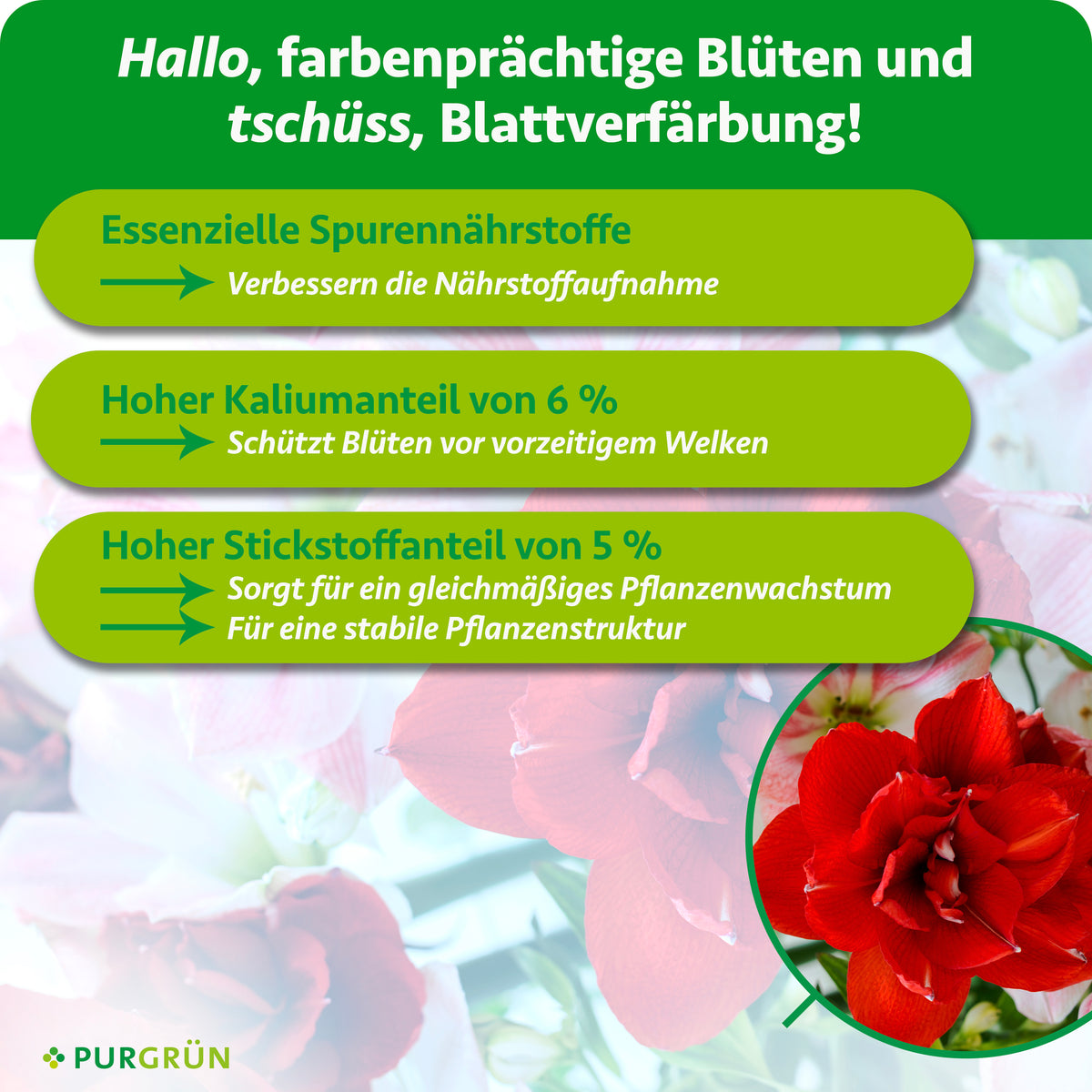 Essenzielle Spurennährstoffe verbessern die Nährstoffaufnahme; 6 % Kalium schützen Blüten vor vorzeitigem Welken, 5 % Stickstoff fördern gleichmäßiges Wachstum und eine stabile Pflanzenstruktur.