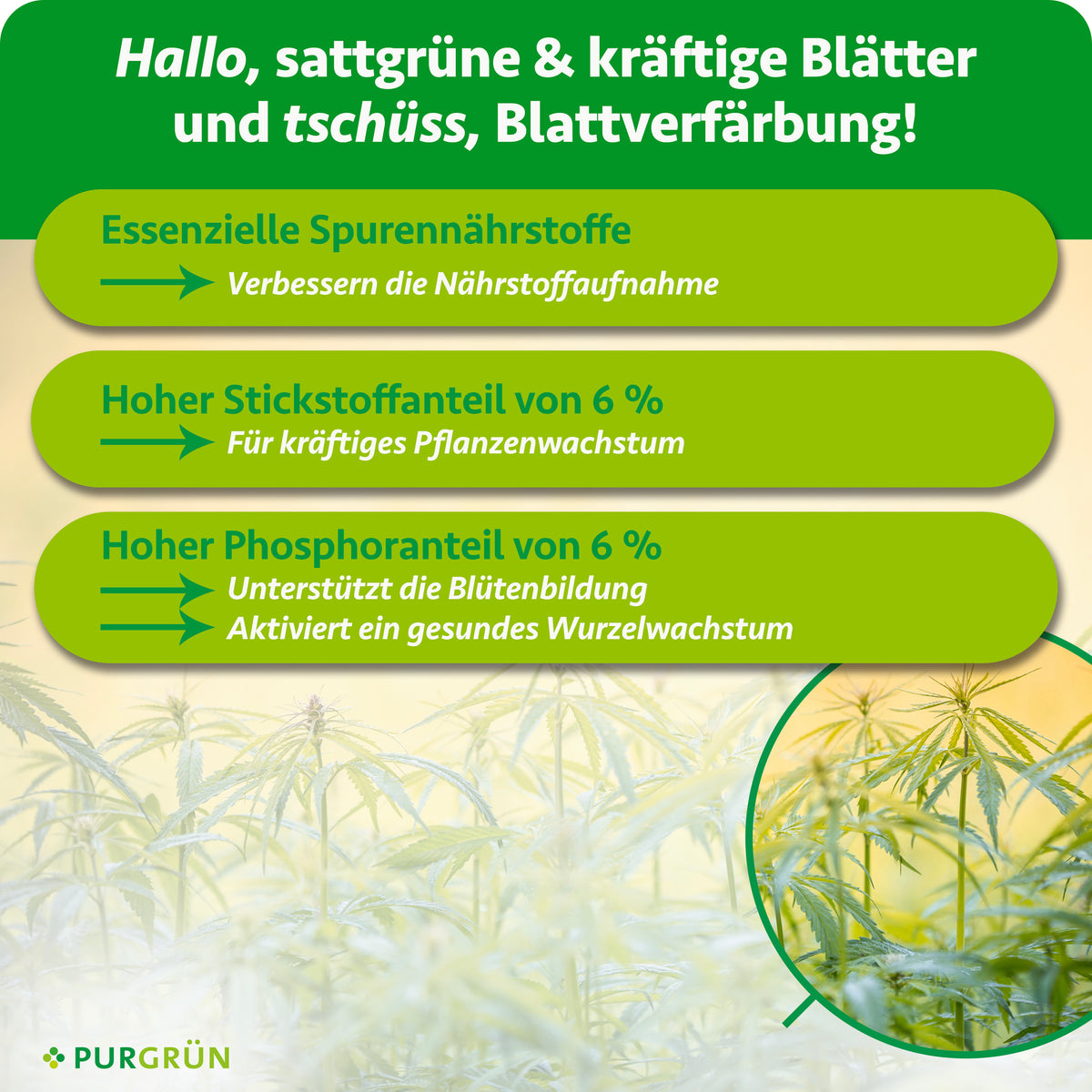 Spurennährstoffe verbessern die Nährstoffaufnahme, 6 % Stickstoff fördern kräftiges Pflanzenwachstum und 6 % Phosphor unterstützen Blütenbildung und Wurzelwachstum.