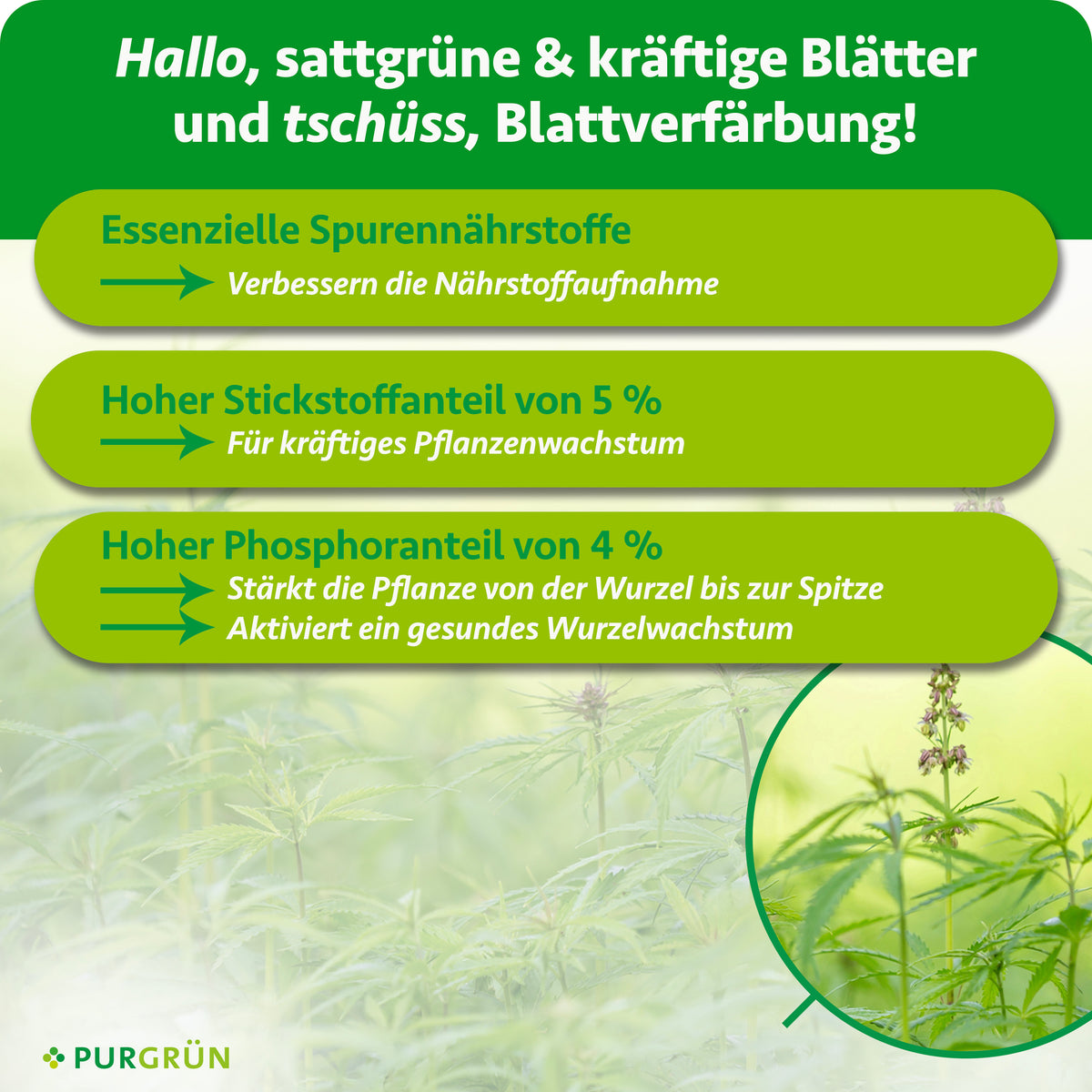 Essenzielle Spurennährstoffe verbessern die Nährstoffaufnahme; 5 % Stickstoff fördern kräftiges Pflanzenwachstum. 4 % Phosphor stärkt die Pflanze und aktiviert gesundes Wurzelwachstum.