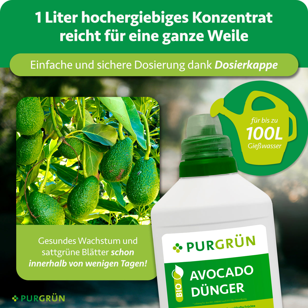 Eine Flasche Purgrün Bio-Avocado-Dünger 1 Liter wird neben Avocadobäumen mit grünen Früchten gezeigt. Der Text betont, dass 1 Liter Konzentrat bis zu 100 Liter natürlichen Dünger ergibt und gesundes, üppiges Avocadowachstum unterstützt.