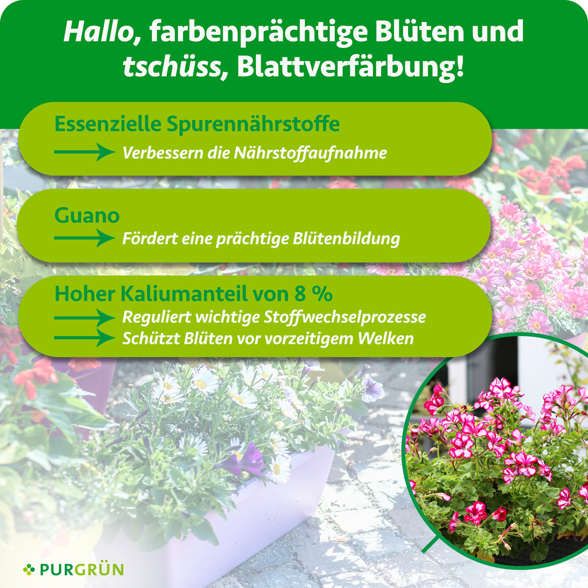Essenzielle Spurennährstoffe verbessern die Nährstoffaufnahme, Guano fördert die Blütenbildung. 8 % Kalium regulieren wichtige Stoffwechselprozesse und schützen Blüten vor vorzeitigem Welken.