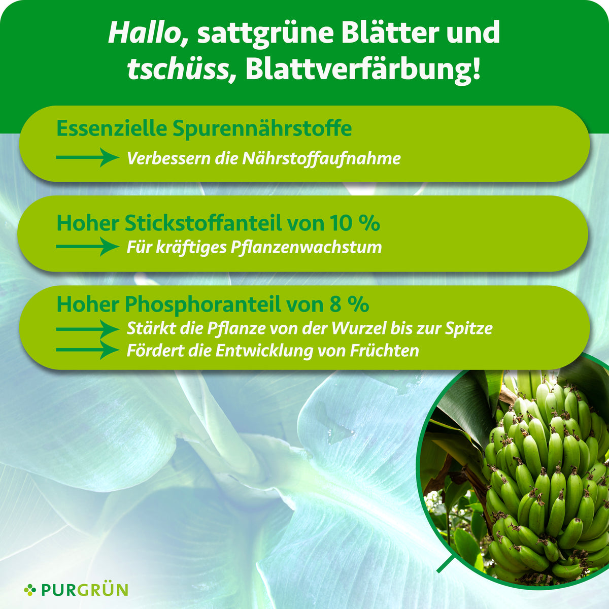 10 % Stickstoff für kräftiges Wachstum, 8 % Phosphor zur Stärkung und Fruchtentwicklung sowie Spurennährstoffe für eine bessere Nährstoffaufnahme.