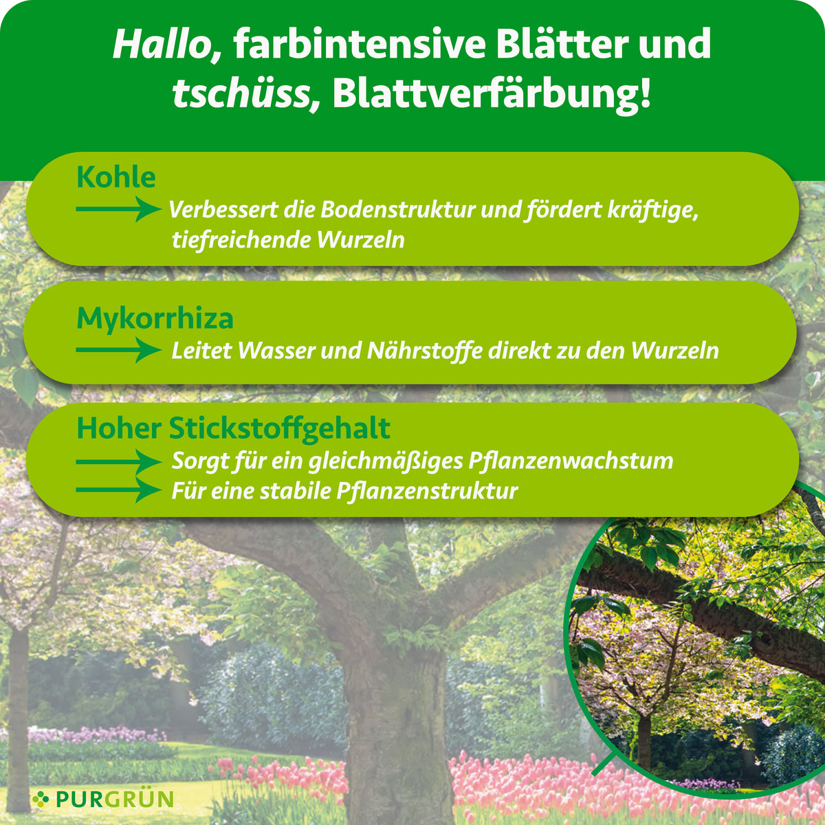 Pflanzenkohle verbessert die Bodenstruktur und fördert tiefreichende Wurzeln, Mykorrhiza leitet Wasser und Nährstoffe zu den Wurzeln. Hoher Stickstoffgehalt unterstützt gleichmäßiges Wachstum und eine stabile Pflanzenstruktur.