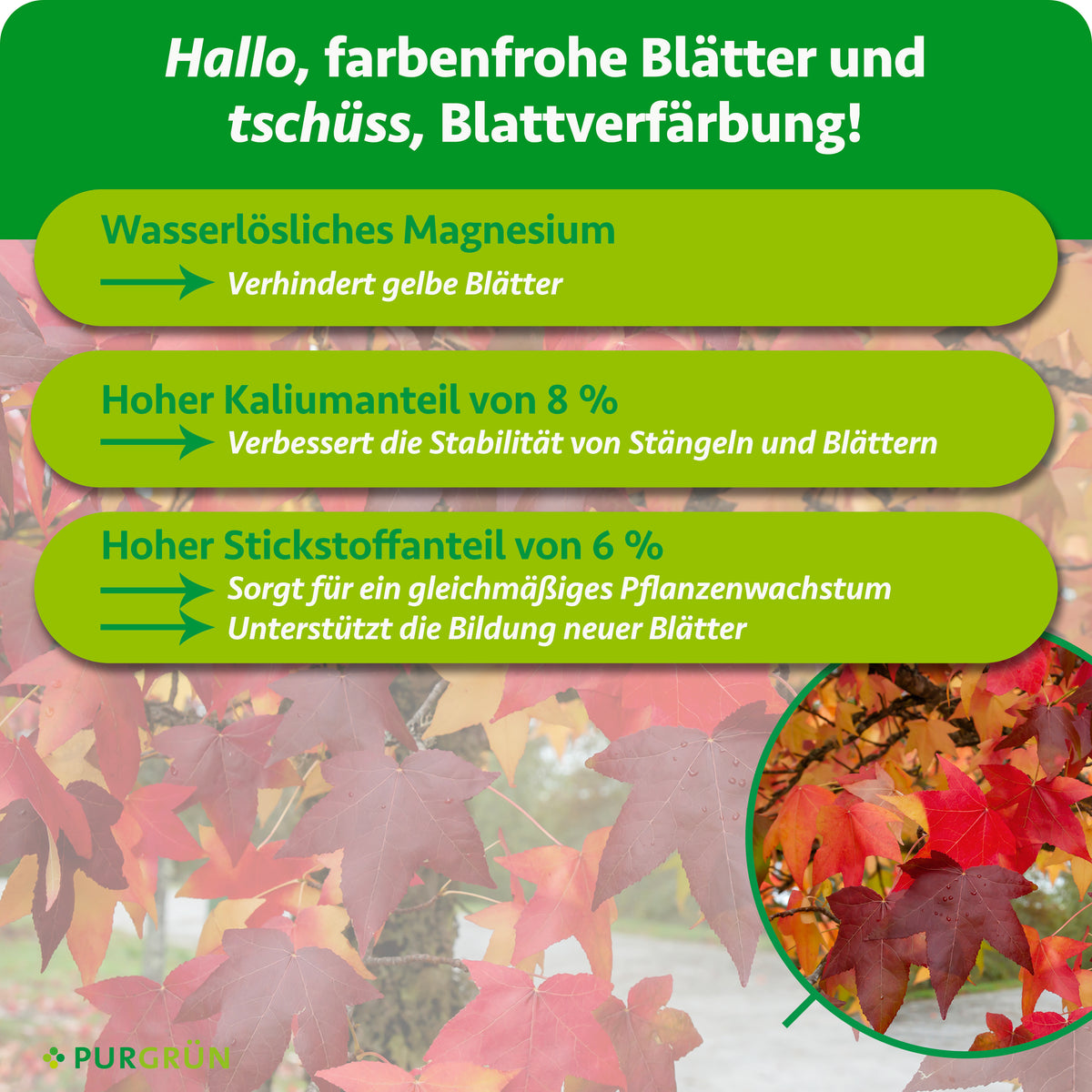 Wasserlösliches Magnesium verhindert gelbe Blätter; 8 % Kalium verbessern die Stabilität von Stängeln und Blättern, 6 % Stickstoff fördert gleichmäßiges Wachstum und neue Blätter.