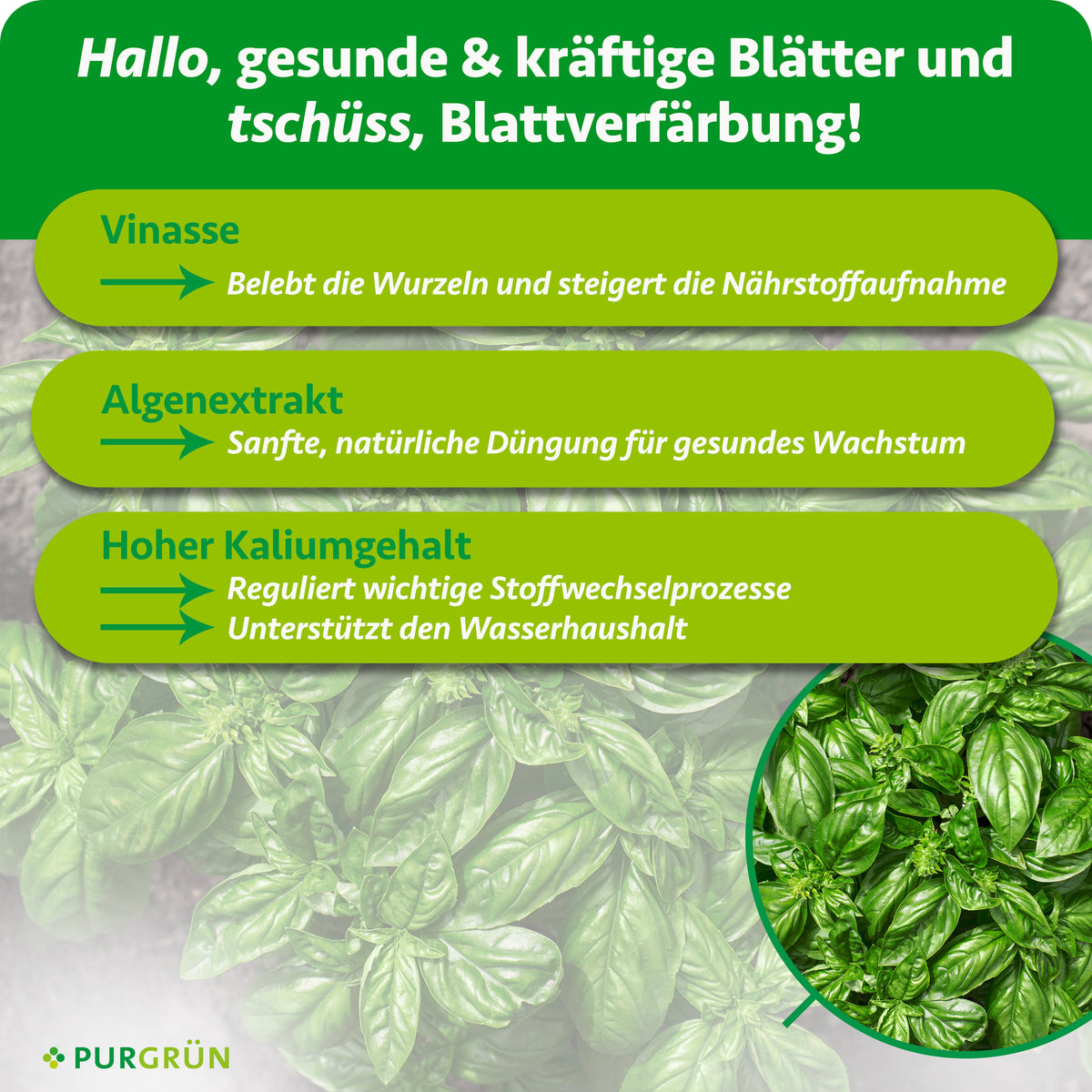 Vinasse belebt die Wurzeln und steigert die Nährstoffaufnahme, Algenextrakt unterstützt eine sanfte, natürliche Düngung. Der hohe Kaliumgehalt reguliert Stoffwechselprozesse und unterstützt den Wasserhaushalt.