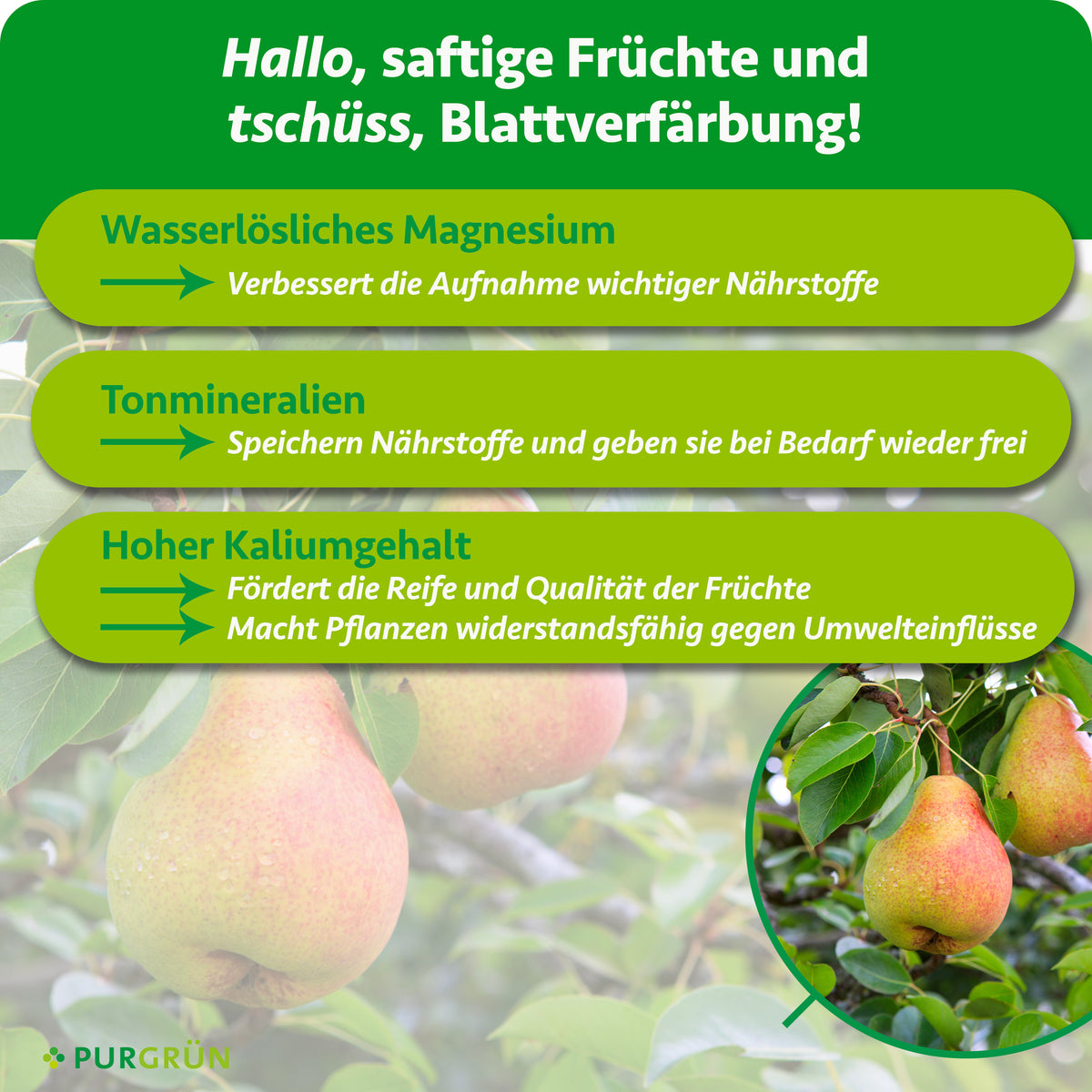 Wasserlösliches Magnesium verbessert die Nährstoffaufnahme, Tonmineralien speichern Nährstoffe und hoher Kaliumgehalt fördert Reife und Qualität der Früchte.