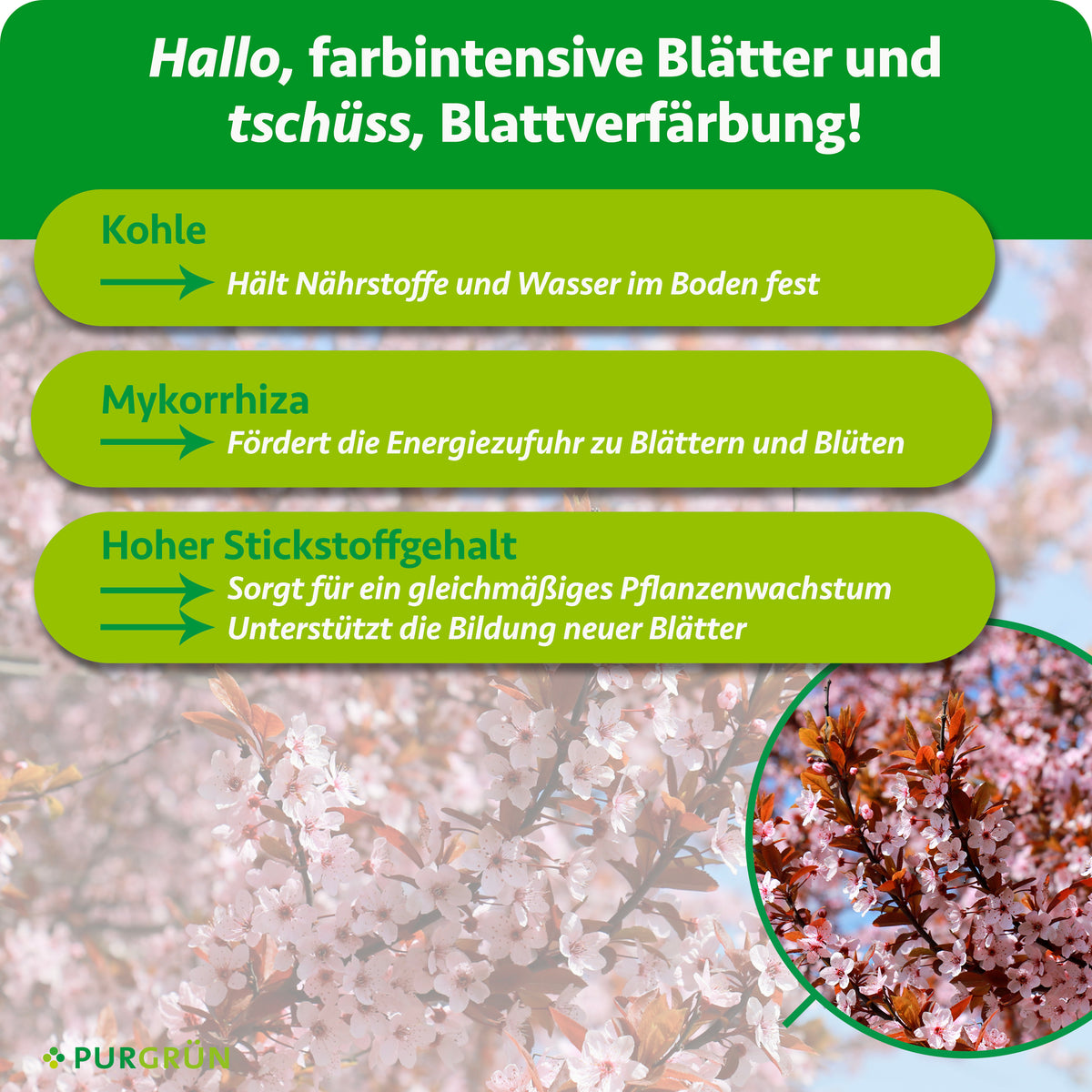 Kohle hält Nährstoffe und Wasser im Boden, Mykorrhiza fördert die Energiezufuhr zu Blättern und Blüten, hoher Stickstoffgehalt unterstützt gleichmäßiges Wachstum und neue Blätter.