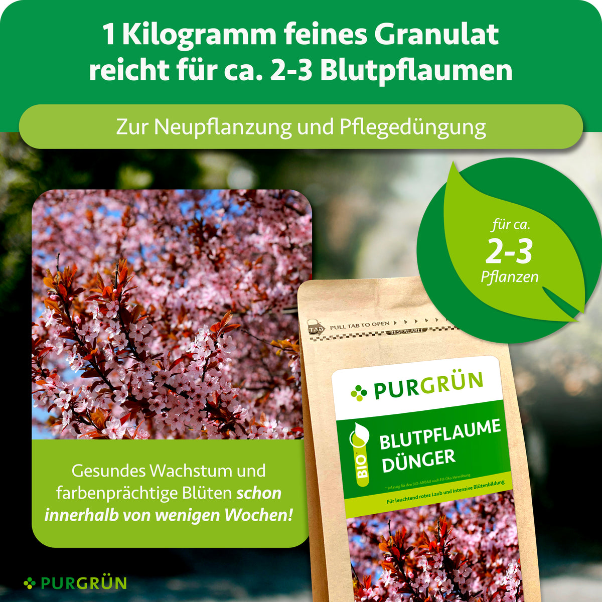 1 kg feines Granulat reicht für ca. 2–3 Blutpflaumen und eignet sich zur Neupflanzung und Pflegedüngung.