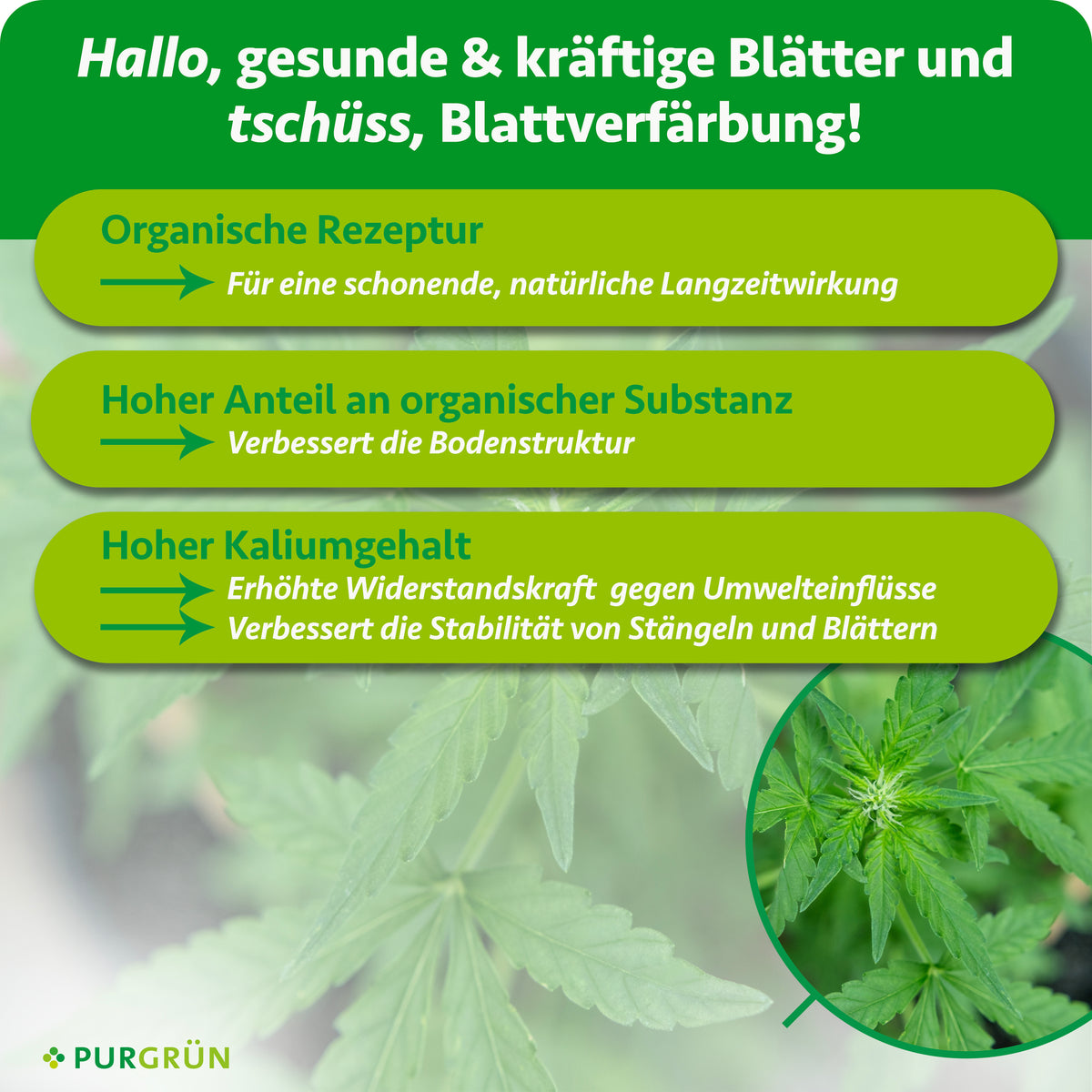 Die organische Rezeptur bietet eine schonende, natürliche Langzeitwirkung, organische Substanz verbessert die Bodenstruktur. Der hohe Kaliumgehalt stärkt die Widerstandskraft und die Stabilität von Stängeln und Blättern.