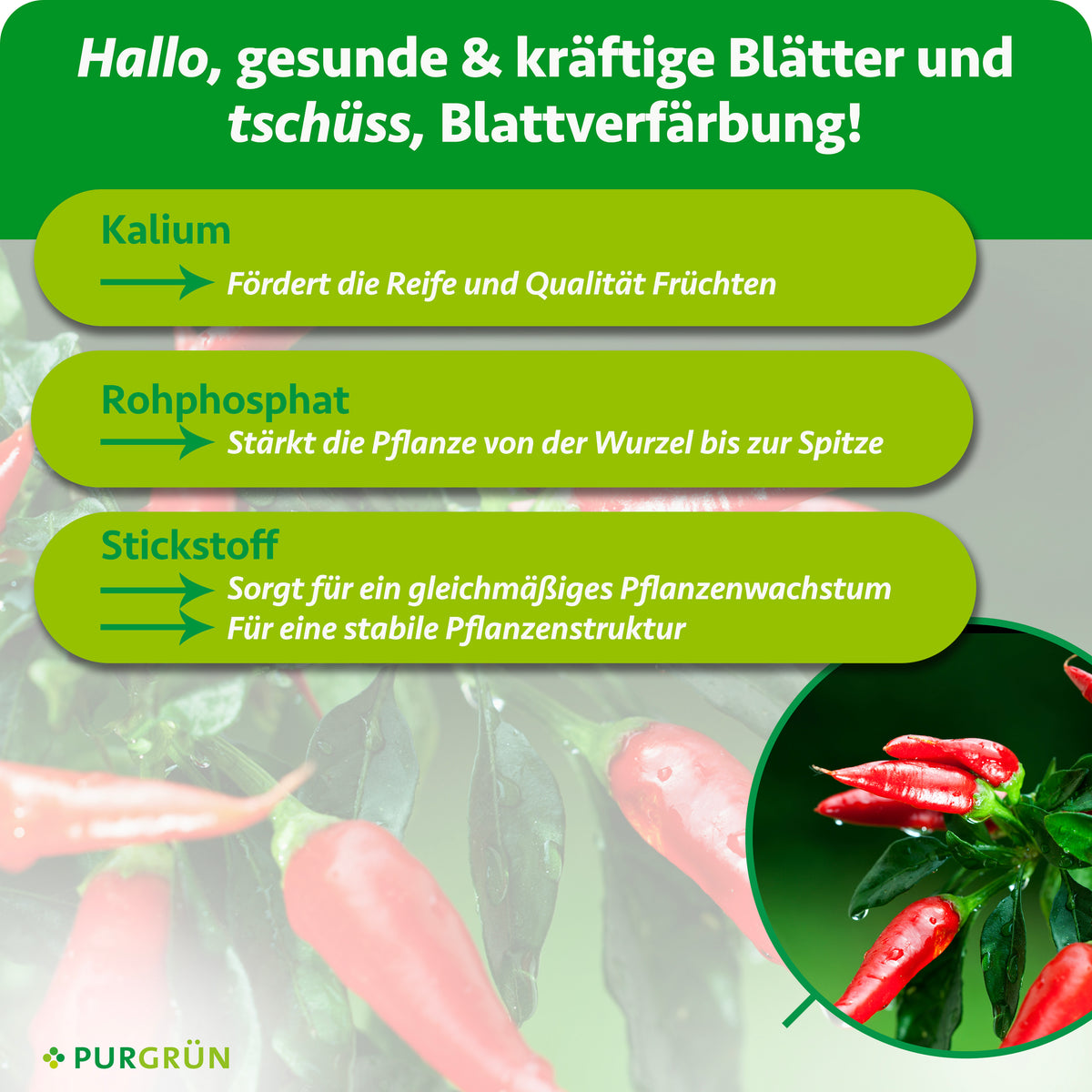 Kalium fördert Reife und Qualität der Früchte, Rohphosphat stärkt die Pflanze von der Wurzel bis zur Spitze. Stickstoff unterstützt gleichmäßiges Wachstum und eine stabile Pflanzenstruktur.