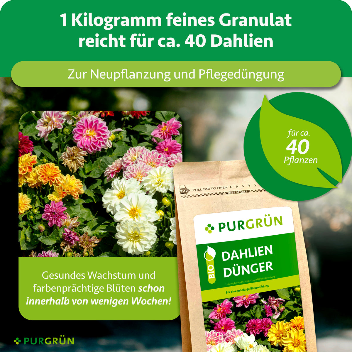 1 kg feines Granulat reicht für ca. 40 Dahlien und dient zur Neupflanzung und Pflegedüngung.