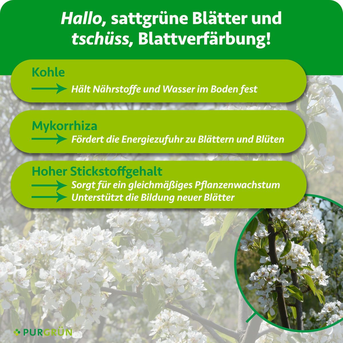 Kohle hält Nährstoffe und Wasser im Boden, Mykorrhiza fördert die Energiezufuhr zu Blättern und Blüten. Ein hoher Stickstoffgehalt unterstützt gleichmäßiges Wachstum und die Bildung neuer Blätter.