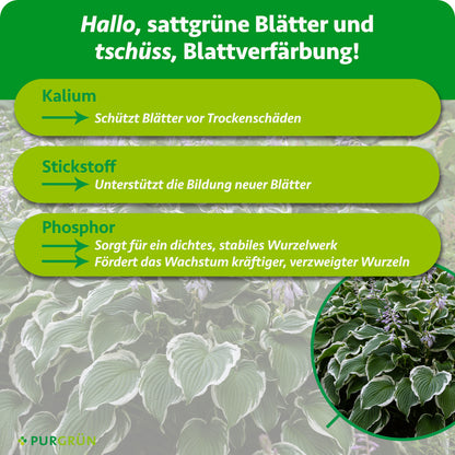 Kalium schützt Blätter vor Trockenschäden, Stickstoff unterstützt die Bildung neuer Blätter und Phosphor fördert ein dichtes, stabiles sowie kräftig verzweigtes Wurzelwerk.