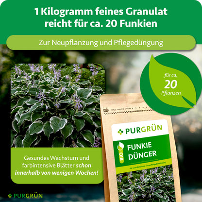 1 kg feines Granulat reicht für ca. 20 Funkien und eignet sich zur Neupflanzung sowie Pflegedüngung. Hervorgehoben werden gesundes Wachstum und farbintensive Blätter innerhalb weniger Wochen.
