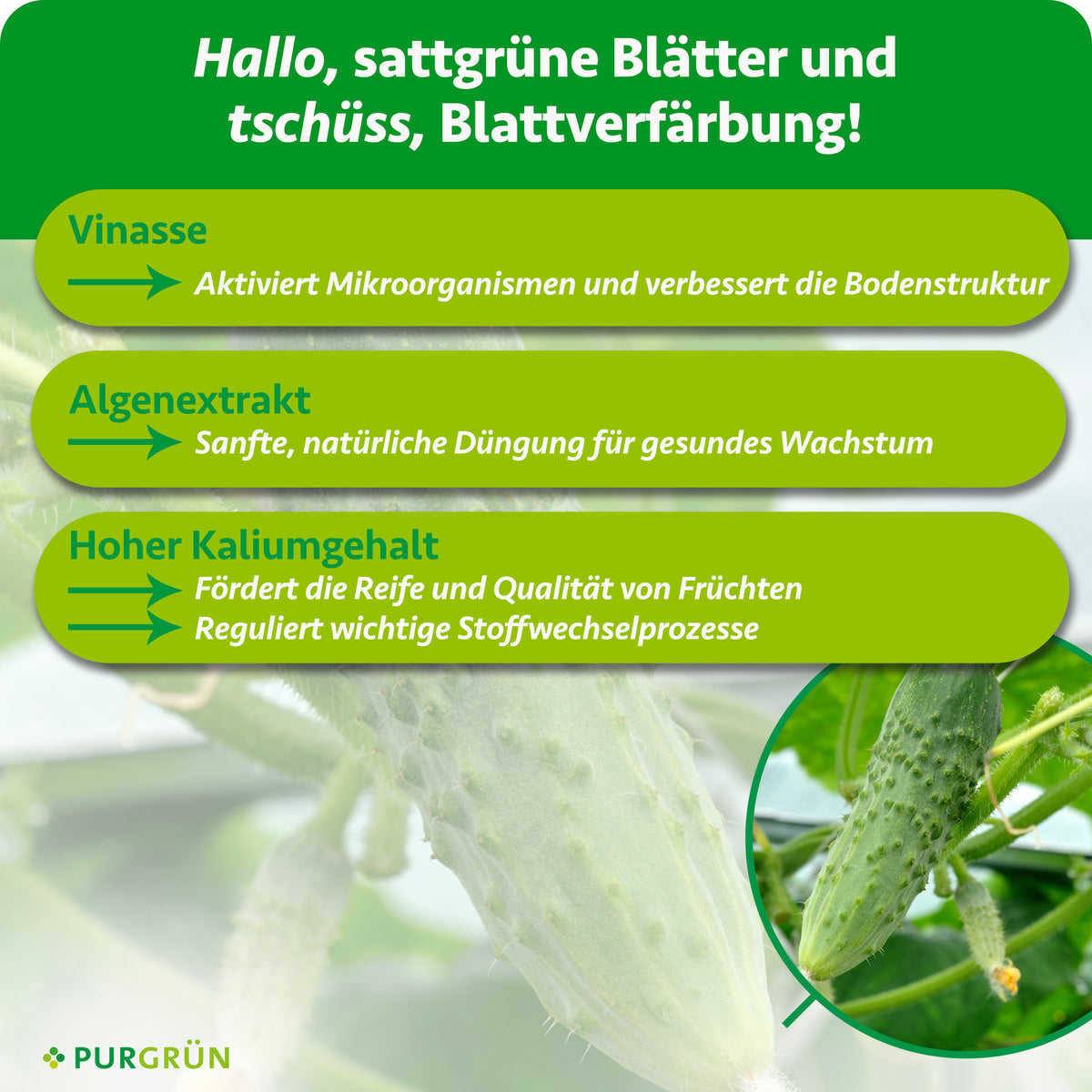 Vinasse aktiviert Mikroorganismen und verbessert die Bodenstruktur; Algenextrakt ermöglicht sanfte, natürliche Düngung. Ein hoher Kaliumgehalt fördert Reife und Fruchtqualität und reguliert wichtige Stoffwechselprozesse.
