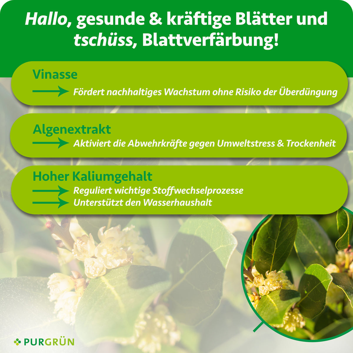 Vinasse fördert nachhaltiges Wachstum ohne Überdüngungsrisiko, Algenextrakt stärkt die Abwehrkräfte gegen Umweltstress und Trockenheit. Hoher Kaliumgehalt unterstützt Stoffwechsel und Wasserhaushalt.