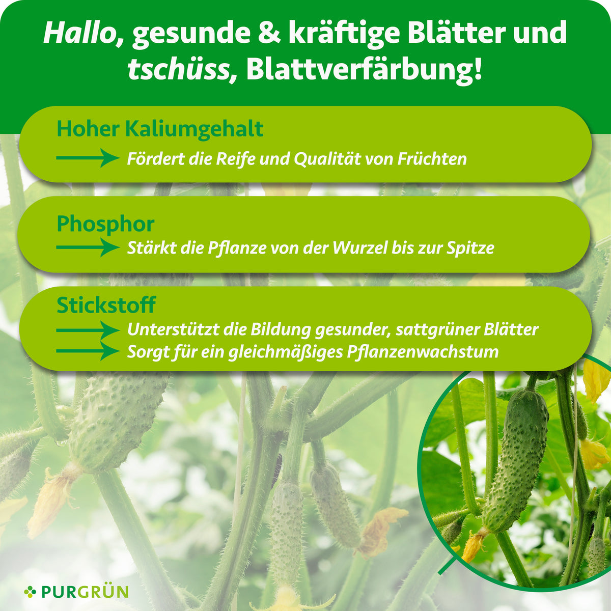 Hoher Kaliumgehalt fördert Reife und Fruchtqualität, Phosphor stärkt von der Wurzel bis zur Spitze. Stickstoff unterstützt sattgrüne Blätter und gleichmäßiges Wachstum.