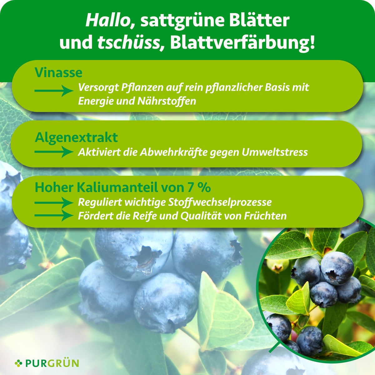 Vinasse liefert pflanzliche Energie und Nährstoffe, Algenextrakt unterstützt die Abwehrkräfte gegen Umweltstress. 7 % Kalium regulieren Stoffwechselprozesse und fördern Reife und Fruchtqualität.