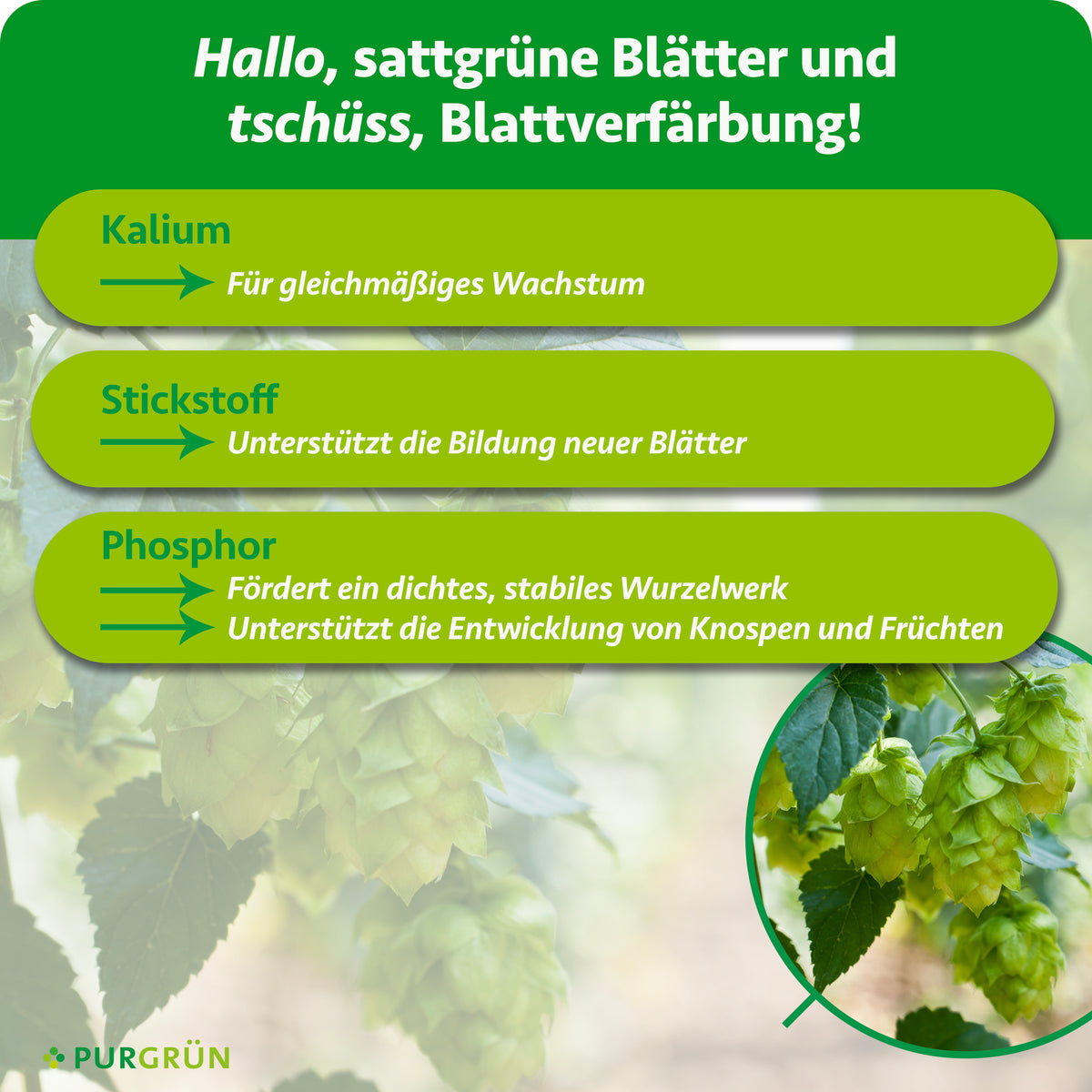 Kalium fördert gleichmäßiges Wachstum, Stickstoff die Bildung neuer Blätter und Phosphor ein dichtes, stabiles Wurzelwerk sowie die Entwicklung von Knospen und Früchten.