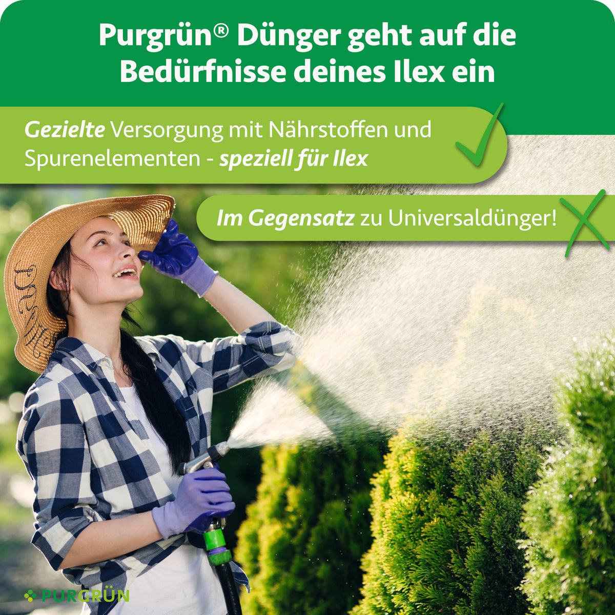 Gezielte Versorgung mit Nährstoffen und Spurenelementen speziell für Ilex statt Universaldünger; eine Gärtnerin bewässert eine Stechpalme.