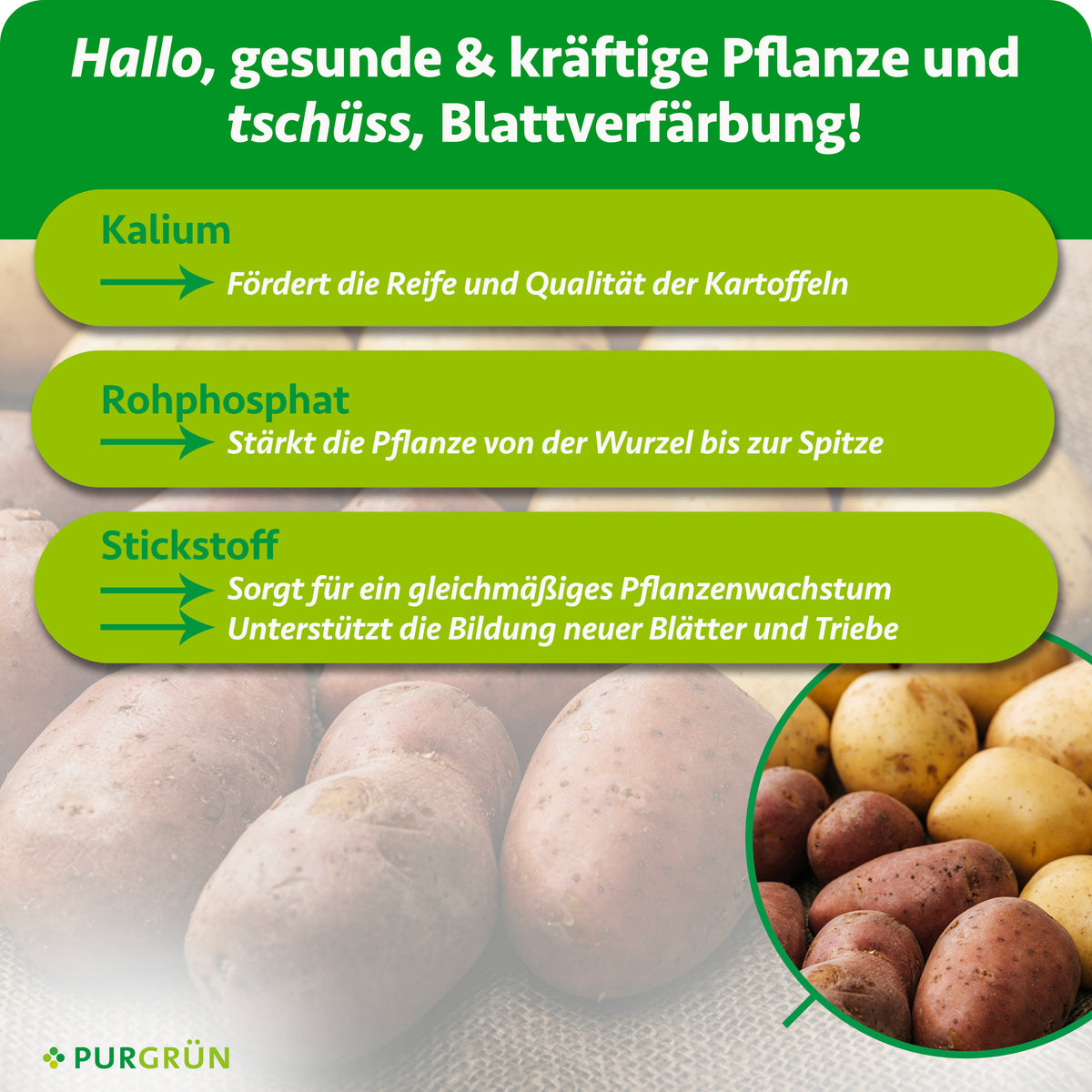 Kalium fördert Reife und Qualität der Kartoffeln, Rohphosphat stärkt die Pflanze von der Wurzel bis zur Spitze. Stickstoff unterstützt gleichmäßiges Wachstum sowie die Bildung neuer Blätter und Triebe.