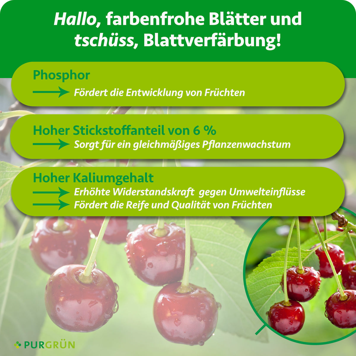 Phosphor fördert die Fruchtentwicklung, 6 % Stickstoff unterstützen gleichmäßiges Pflanzenwachstum und ein hoher Kaliumgehalt stärkt die Widerstandskraft sowie Reife und Qualität der Früchte.