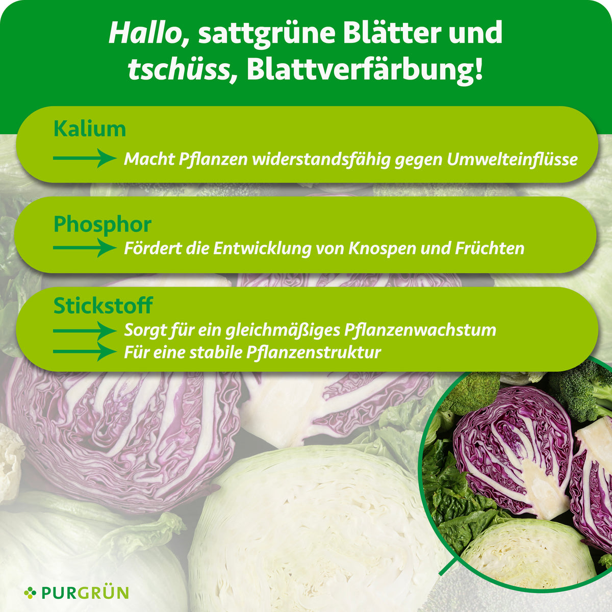 Kalium macht Pflanzen widerstandsfähig gegen Umwelteinflüsse, Phosphor fördert Knospen und Früchte, Stickstoff unterstützt gleichmäßiges Wachstum und eine stabile Pflanzenstruktur.