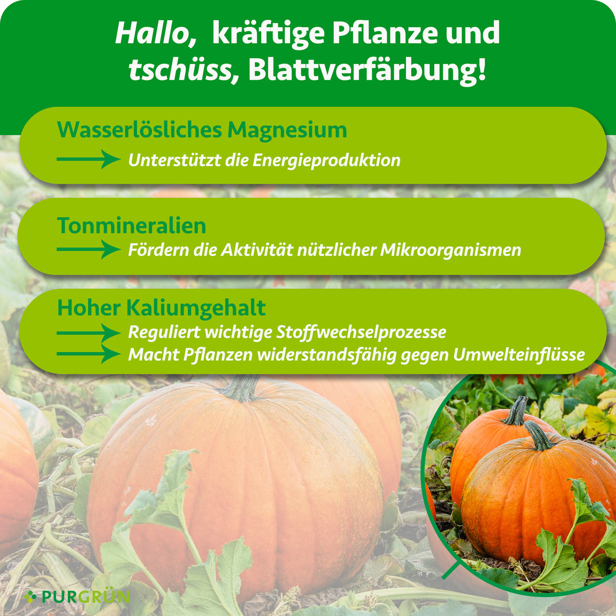 Wasserlösliches Magnesium unterstützt die Energieproduktion, Tonmineralien fördern nützliche Mikroorganismen. Ein hoher Kaliumgehalt reguliert Stoffwechselprozesse und stärkt Pflanzen gegen Umwelteinflüsse.
