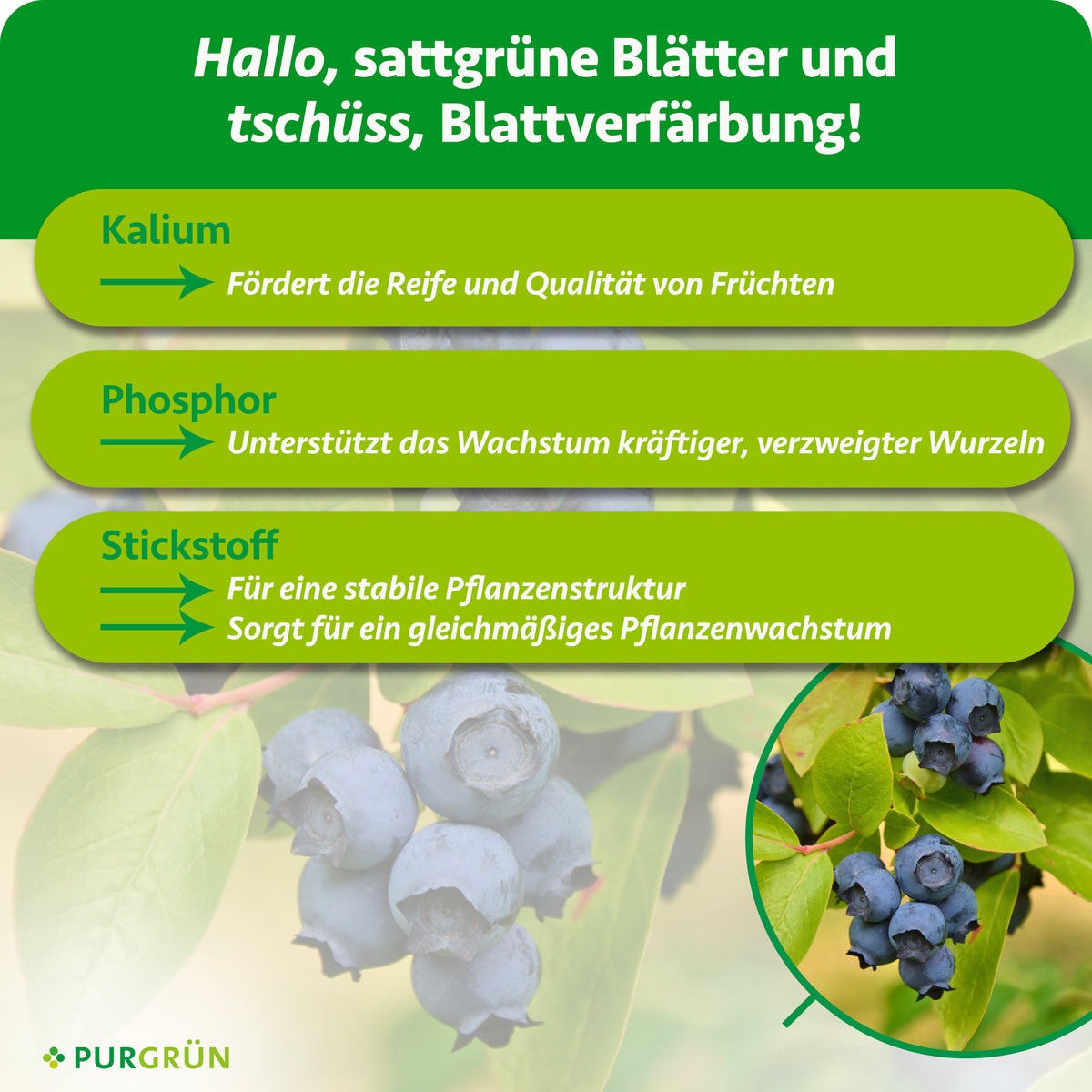 Kalium fördert Reife und Fruchtqualität, Phosphor das Wachstum kräftiger, verzweigter Wurzeln und Stickstoff eine stabile Pflanzenstruktur sowie gleichmäßiges Wachstum.