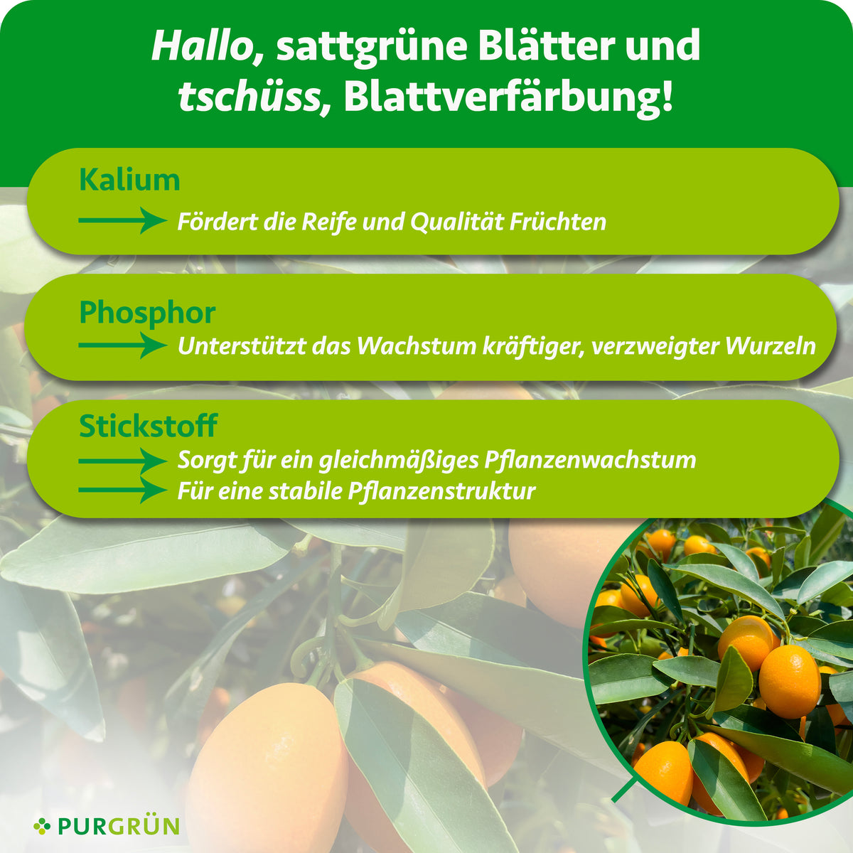Kalium fördert Reife und Fruchtqualität, Phosphor kräftige, verzweigte Wurzeln und Stickstoff gleichmäßiges Wachstum sowie eine stabile Pflanzenstruktur.