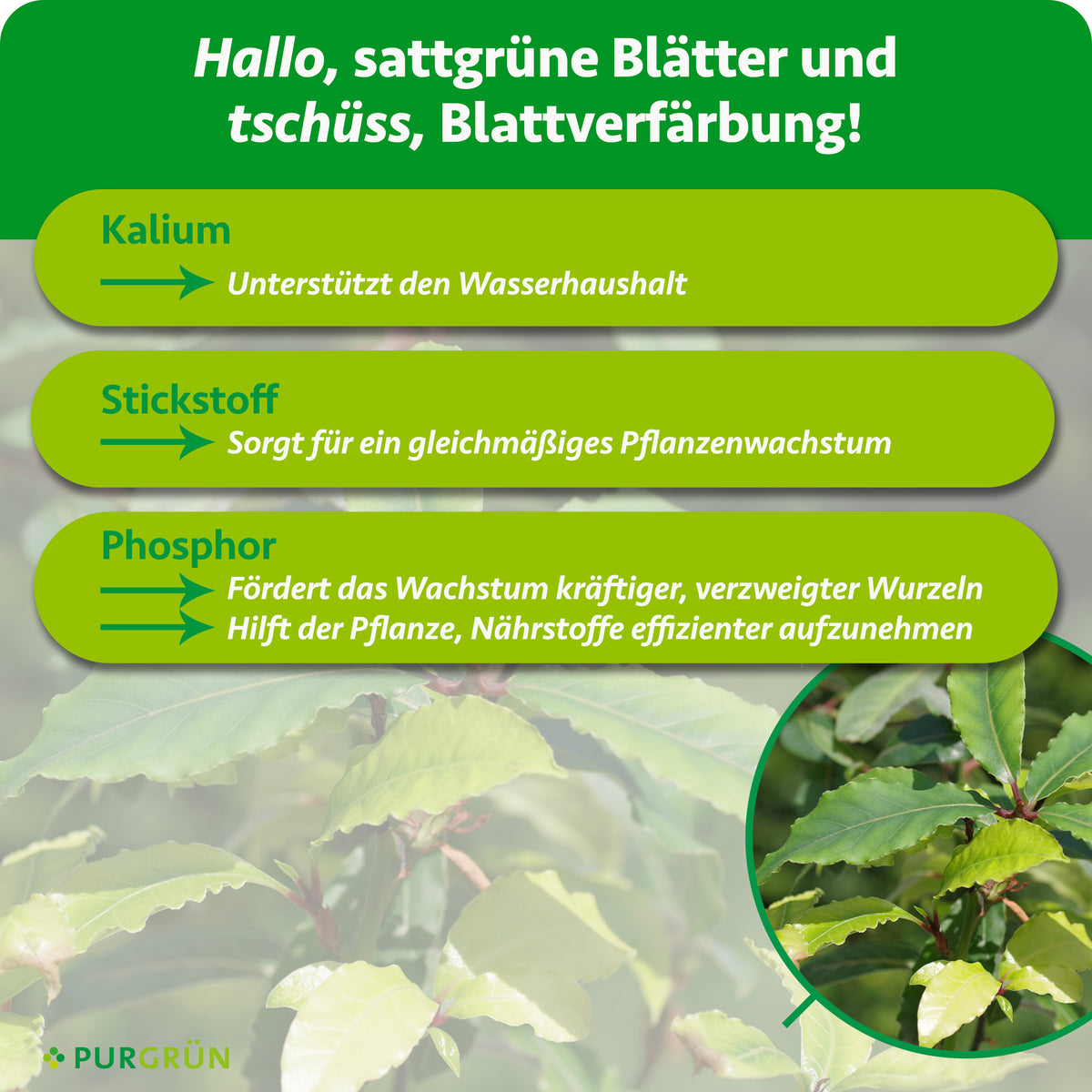 Kalium unterstützt den Wasserhaushalt, Stickstoff ein gleichmäßiges Pflanzenwachstum und Phosphor kräftige, verzweigte Wurzeln sowie die Nährstoffaufnahme.