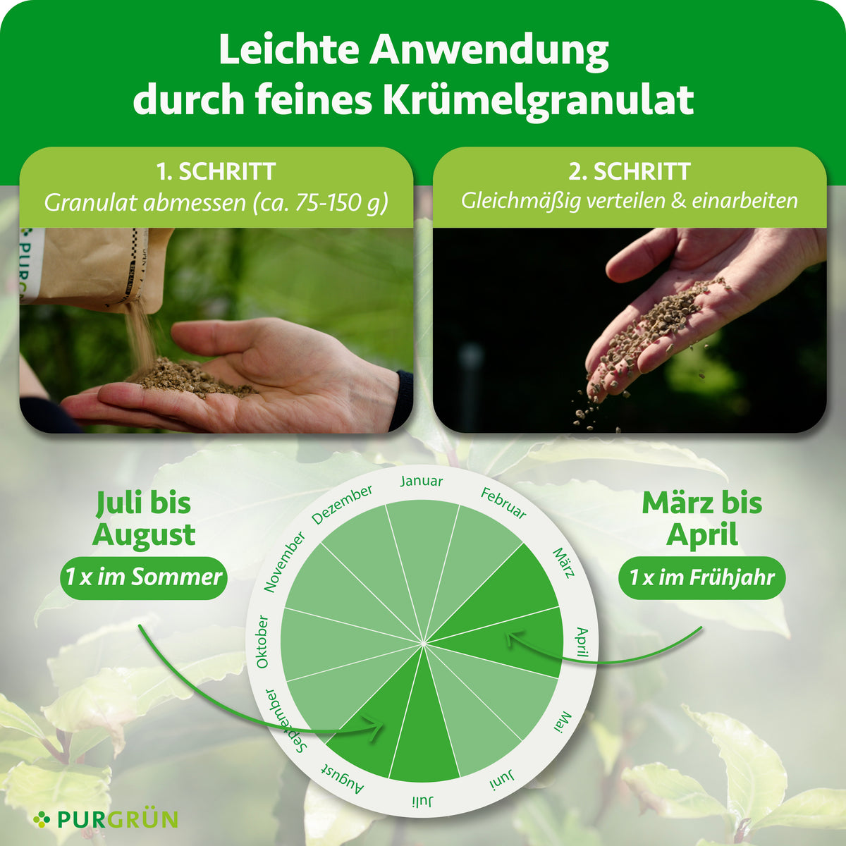 75–150 g Granulat abmessen, gleichmäßig verteilen und einarbeiten; einmal im März bis April und einmal im Juli bis August düngen.