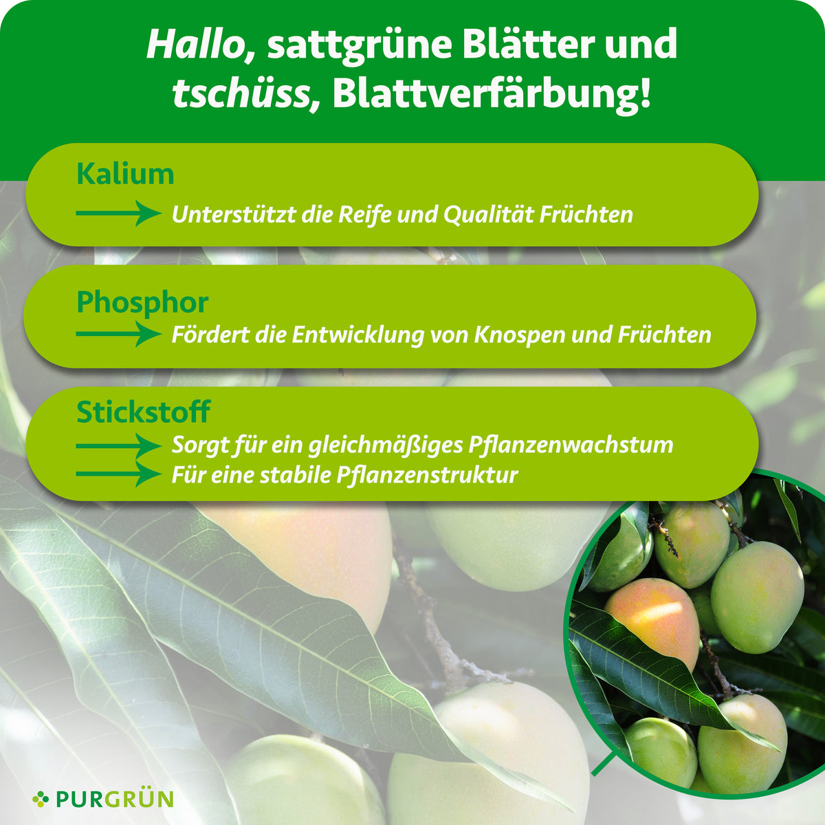 Kalium unterstützt Reife und Qualität der Früchte, Phosphor fördert die Entwicklung von Knospen und Früchten, Stickstoff sorgt für gleichmäßiges Wachstum und eine stabile Pflanzenstruktur.