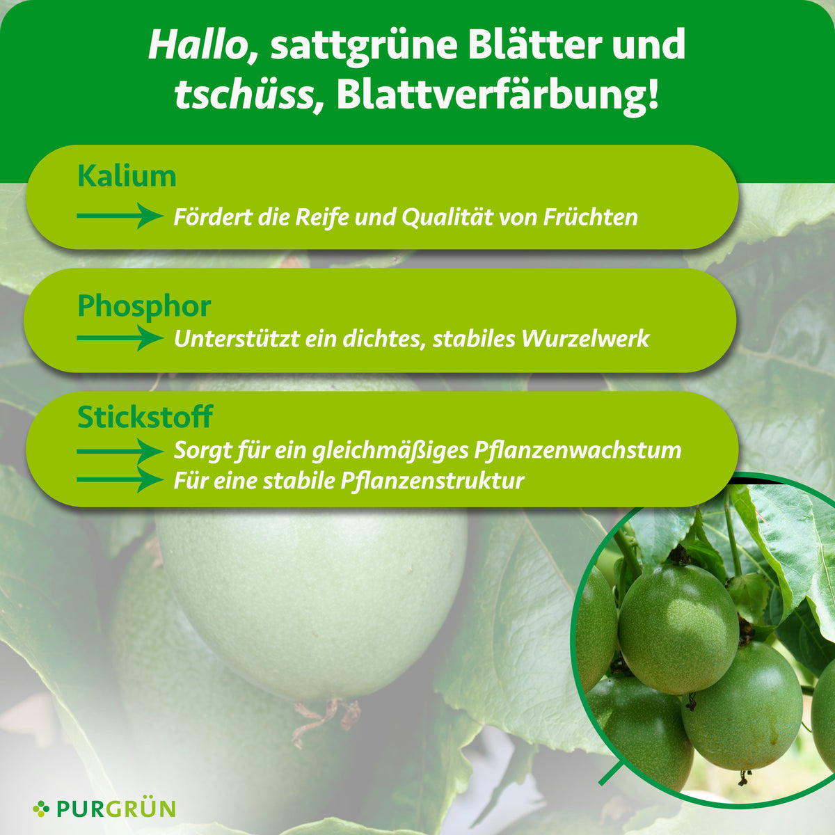 Kalium fördert Reife und Fruchtqualität, Phosphor ein dichtes Wurzelwerk und Stickstoff gleichmäßiges Wachstum sowie eine stabile Pflanzenstruktur.