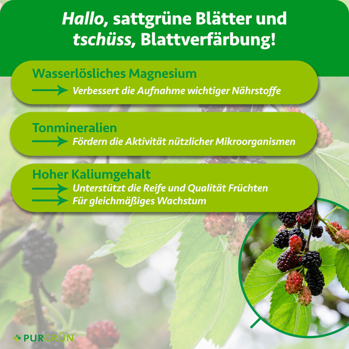 Wasserlösliches Magnesium verbessert die Nährstoffaufnahme, Tonmineralien fördern nützliche Mikroorganismen und der hohe Kaliumgehalt unterstützt Fruchtreife, Fruchtqualität und gleichmäßiges Wachstum.