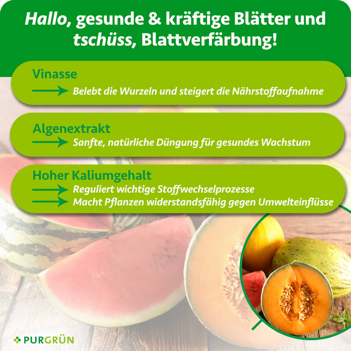 Vinasse belebt laut Infografik die Wurzeln und steigert die Nährstoffaufnahme, Algenextrakt fördert gesundes Wachstum und der hohe Kaliumgehalt unterstützt Stoffwechselprozesse und Widerstandsfähigkeit.