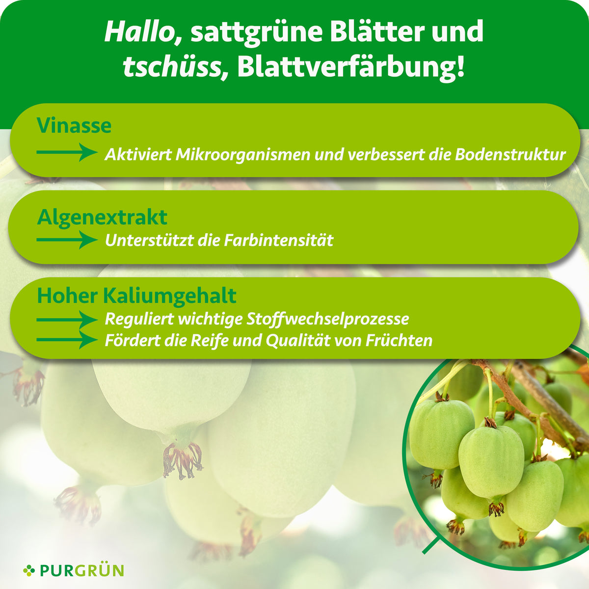 Vinasse aktiviert Mikroorganismen und verbessert die Bodenstruktur, Algenextrakt unterstützt die Farbintensität. Kalium reguliert Stoffwechselprozesse und fördert Reife und Fruchtqualität.