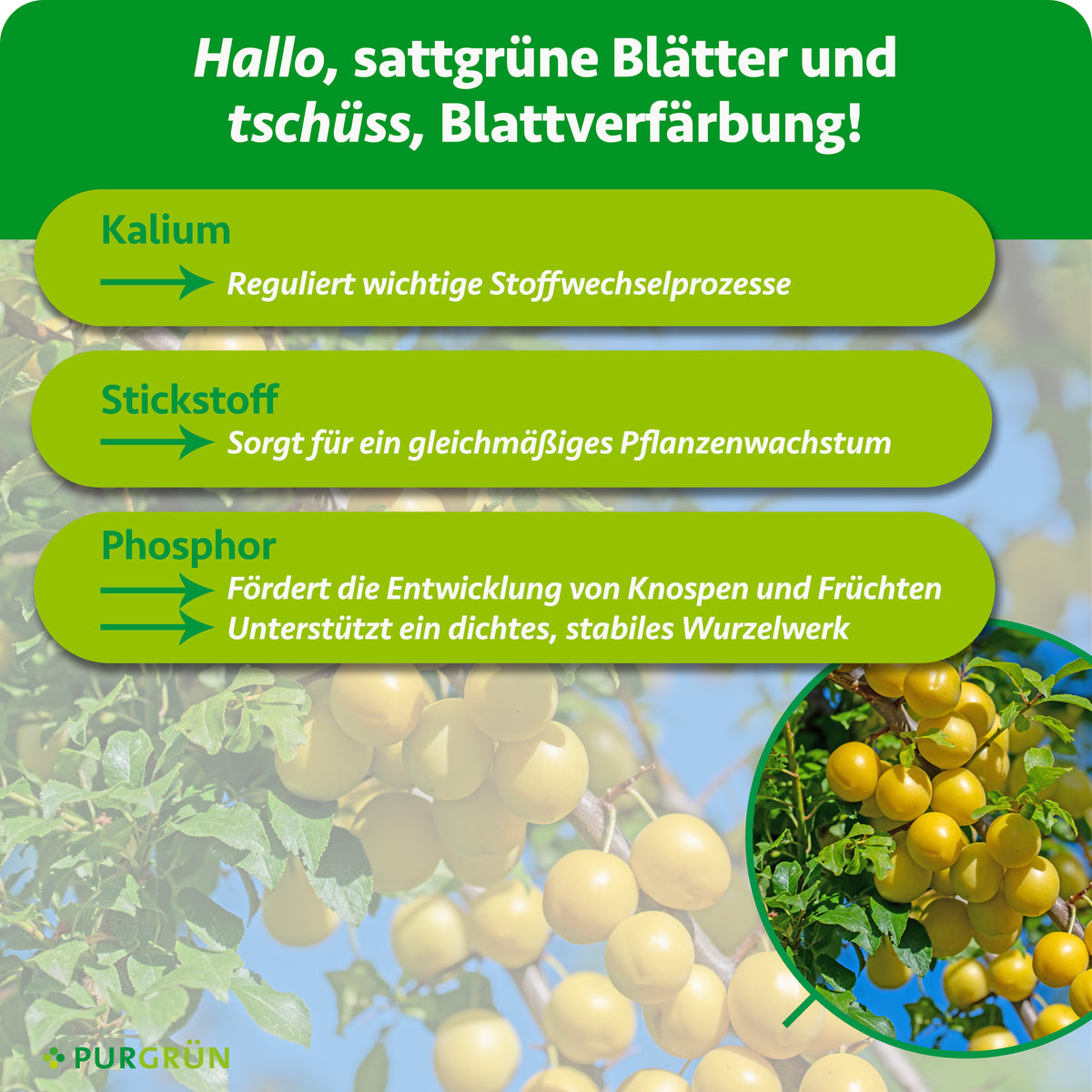 Kalium reguliert wichtige Stoffwechselprozesse, Stickstoff sorgt für gleichmäßiges Pflanzenwachstum und Phosphor fördert Knospen, Früchte sowie ein dichtes, stabiles Wurzelwerk.