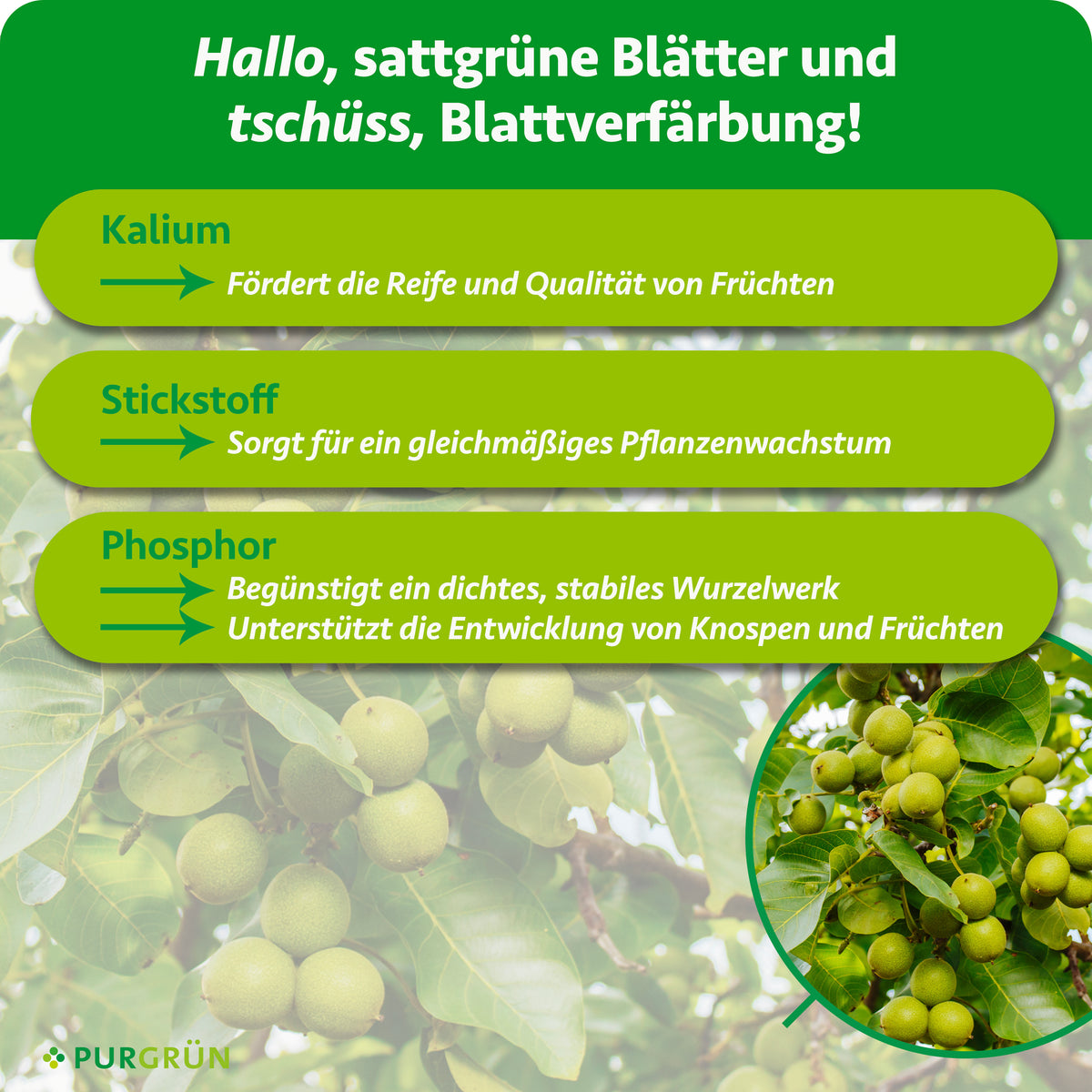 Kalium fördert Reife und Qualität der Früchte, Stickstoff gleichmäßiges Pflanzenwachstum. Phosphor begünstigt ein dichtes, stabiles Wurzelwerk sowie die Entwicklung von Knospen und Früchten.