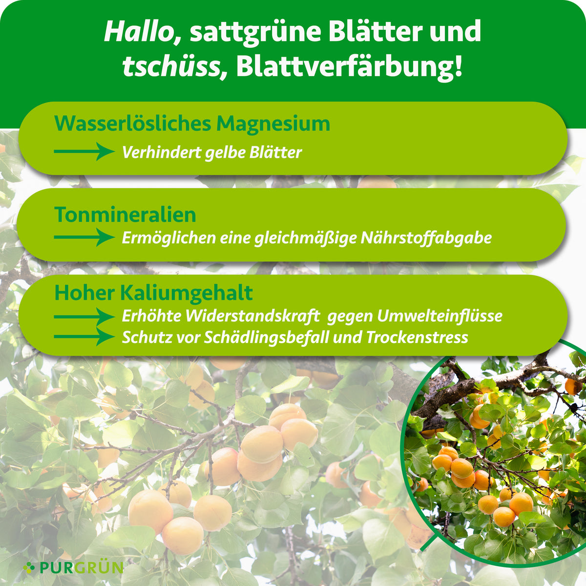 Wasserlösliches Magnesium verhindert gelbe Blätter, Tonmineralien ermöglichen eine gleichmäßige Nährstoffabgabe und ein hoher Kaliumgehalt stärkt die Widerstandskraft gegen Umwelteinflüsse.