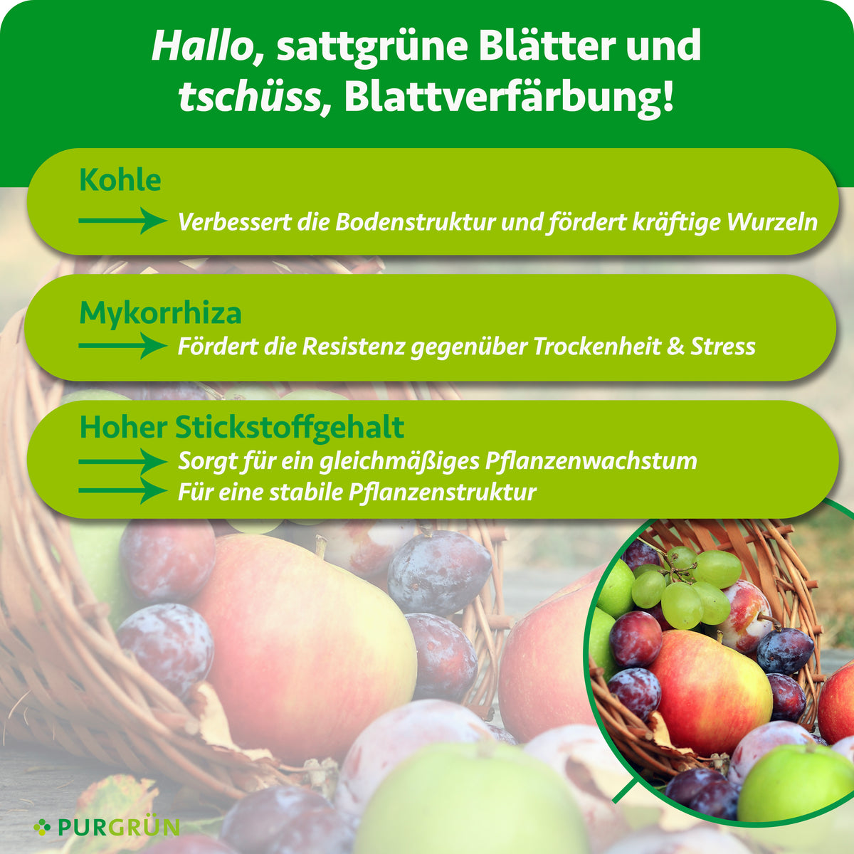 Kohle verbessert die Bodenstruktur und fördert kräftige Wurzeln, Mykorrhiza stärkt die Widerstandsfähigkeit gegen Trockenheit und Stress. Hoher Stickstoffgehalt unterstützt gleichmäßiges Wachstum und eine stabile Pflanzenstruktur.