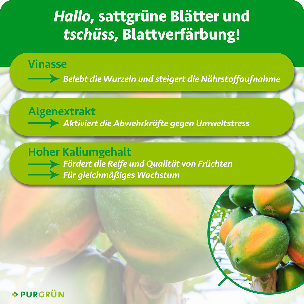 Vinasse belebt die Wurzeln und steigert die Nährstoffaufnahme, Algenextrakt stärkt die Abwehrkräfte gegen Umweltstress. Hoher Kaliumgehalt fördert Fruchtreife, Fruchtqualität und gleichmäßiges Wachstum.