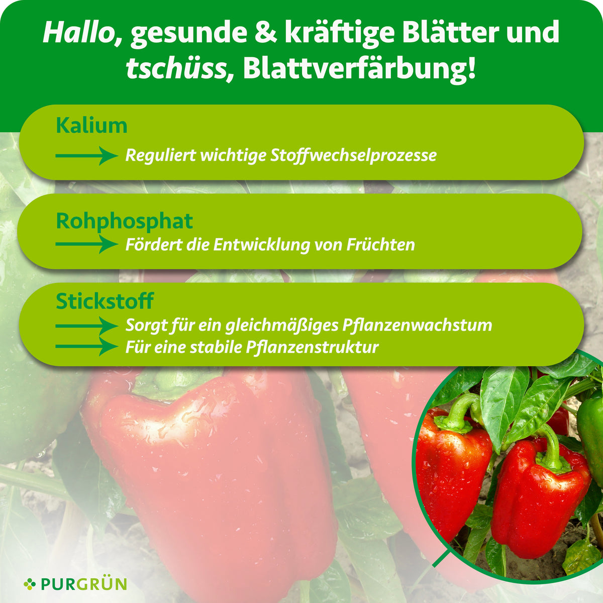 Kalium reguliert wichtige Stoffwechselprozesse, Rohphosphat fördert die Fruchtentwicklung und Stickstoff sorgt für gleichmäßiges Wachstum sowie eine stabile Pflanzenstruktur.