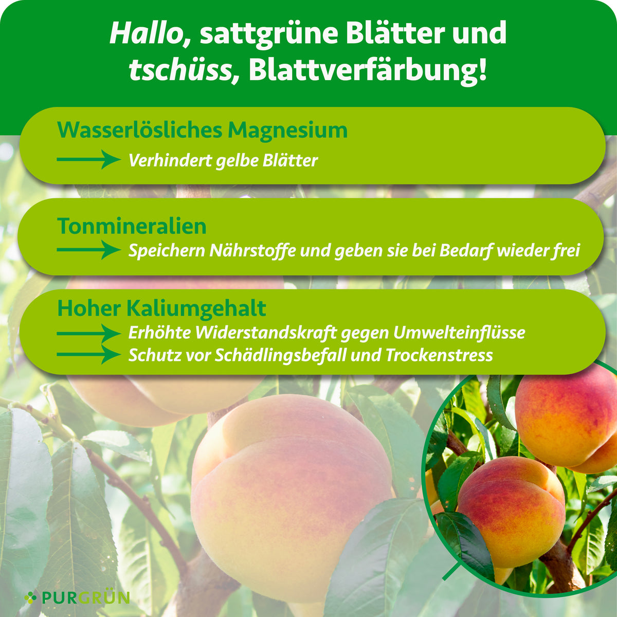 Wasserlösliches Magnesium soll gelben Blättern vorbeugen, Tonmineralien speichern Nährstoffe und hoher Kaliumgehalt stärkt gegen Umwelteinflüsse, Schädlingsbefall und Trockenstress.