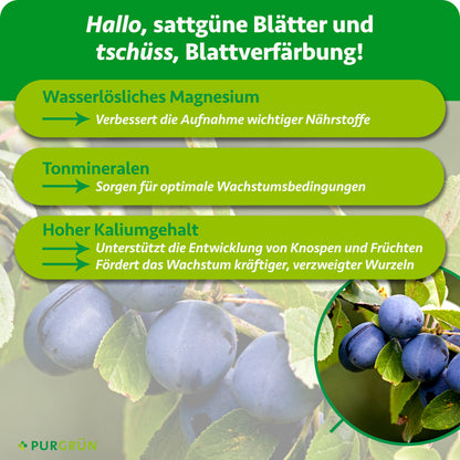 Wasserlösliches Magnesium verbessert laut Infografik die Nährstoffaufnahme, Tonmineralien schaffen optimale Wachstumsbedingungen. Ein hoher Kaliumgehalt unterstützt Knospen, Früchte und kräftige, verzweigte Wurzeln.