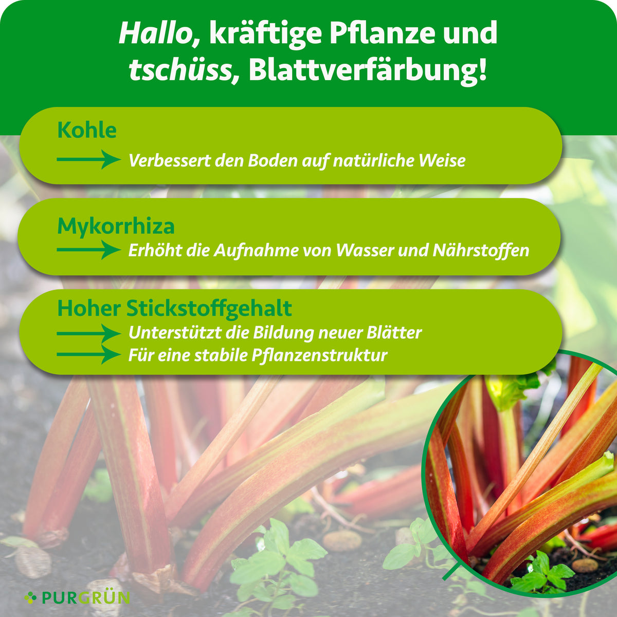 Kohle verbessert den Boden, Mykorrhiza erhöht die Wasser- und Nährstoffaufnahme. Ein hoher Stickstoffgehalt unterstützt neue Blätter und eine stabile Pflanzenstruktur.